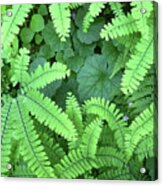 Ferns And Fauna Acrylic Print