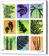 Ferns Of Hawaii Acrylic Print