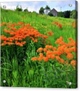 Field Of Butterfly Milkweed In Glacial Park Acrylic Print