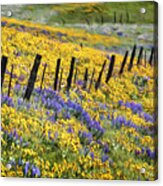 Field Of Gold And Purple Acrylic Print
