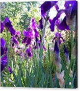 Field Of Irises Acrylic Print