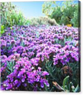 Field Of Purple Acrylic Print