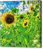 Field Of The Suns Acrylic Print