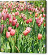 Field Of Tulips Acrylic Print