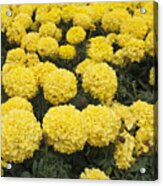 Field Of Yellow Marigolds Acrylic Print
