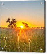 Fields Of Gold Panorama Acrylic Print