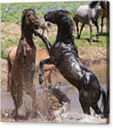 Fight At The Water Hole Wild Stallions Acrylic Print