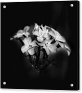 Film Noir Bouquet Acrylic Print