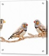 Finches Acrylic Print