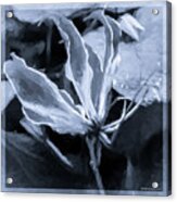 Black Fire Lily Acrylic Print