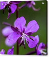 Fireweed Acrylic Print