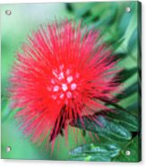 Fireworks Flower In Nature Acrylic Print