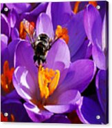 First Bee Of Spring Acrylic Print