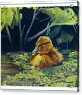 First Spring - Mallard Duckling Acrylic Print