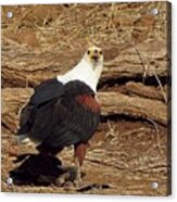 Fish Eagle Acrylic Print