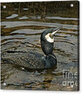 Fishing Cormorant In China Acrylic Print