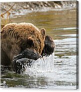 Fishing Grizzly Bear Acrylic Print
