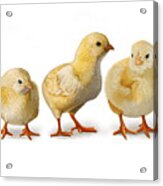 Five Chicks In A Row Acrylic Print