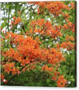 Flame Azaleas Acrylic Print