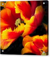 Flaming Parrot Tulips Acrylic Print