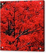 Flaming Red Panorama Ii By Kaye Menner Acrylic Print