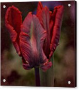 Flaming Tulip Acrylic Print
