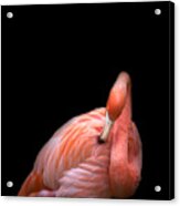 Flamingo 2 Acrylic Print