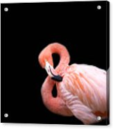 Flamingo 3 Acrylic Print