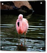 Flamingo In Water Acrylic Print