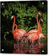 Flamingo Tropical Paradise Acrylic Print