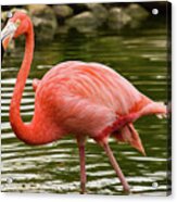 Flamingo Wades Acrylic Print