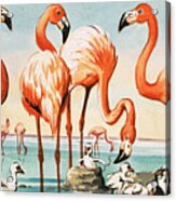 Flamingoes Acrylic Print