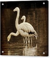 Flamingos Acrylic Print