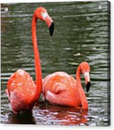 Flamingos Acrylic Print