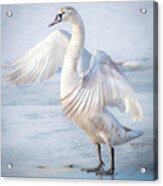 Flappin... Acrylic Print