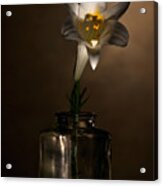 Flashlight Series Easter Lily 2 Acrylic Print