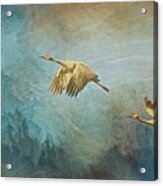 Flight Of Fantasy, Sandhill Cranes Acrylic Print