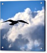 Flight Of The Seagull Acrylic Print