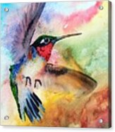 Da198 Flit The Hummingbird By Daniel Adams Acrylic Print