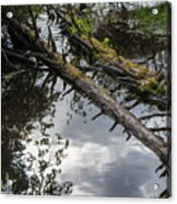 Floating Forest Acrylic Print