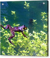 Floating Frog Acrylic Print