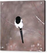 Floating Magpie Acrylic Print