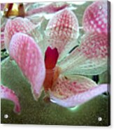 Floating Orchids Acrylic Print
