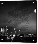 Flock Of Starlings Flying In Murmuration Over Lamp On Albert Bridge Belfast Northern Ireland Uk Acrylic Print