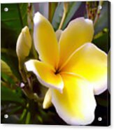 Floral Sunshine Acrylic Print