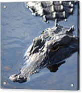 Florida Gator Acrylic Print