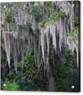 Florida Mossy Tree Acrylic Print