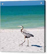 Florida Sanibel Island Summer Vacation Beach Wildlife Acrylic Print
