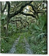 Florida Wilderness Acrylic Print