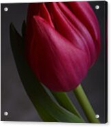 Flourishing Tulip Acrylic Print